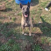 Chien viper à l adoption