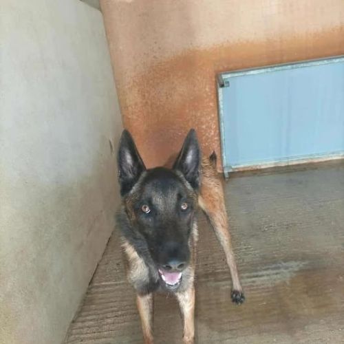 Chien saphir à l adoption