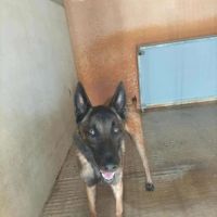 Chien saphir à l adoption