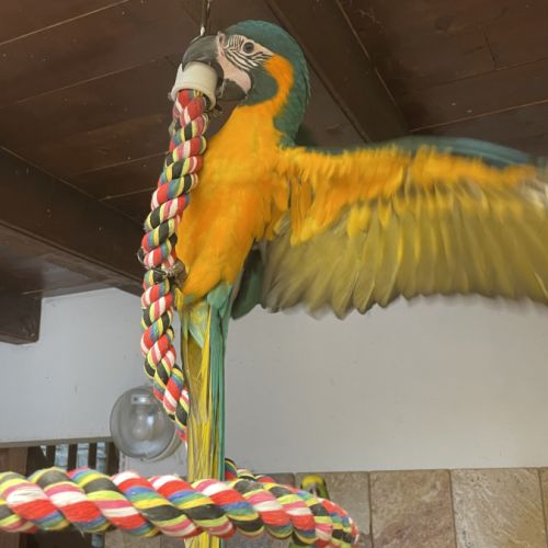 Perroquet ara gorge bleue