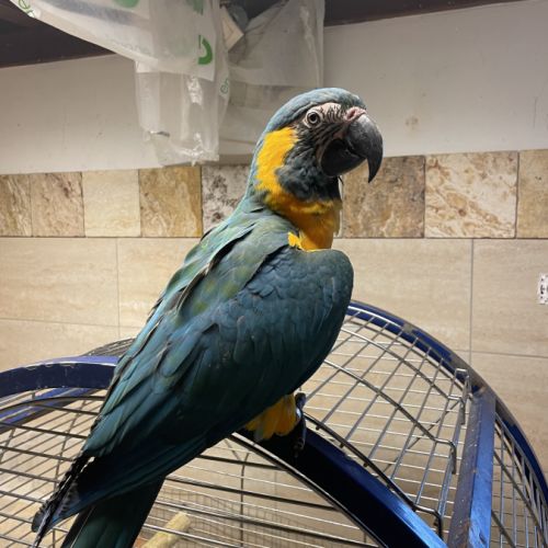 Perroquet ara gorge bleue #2