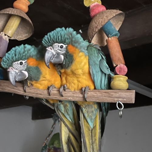 Perroquet ara gorge bleue #0