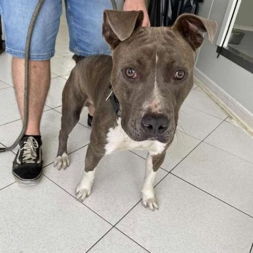 Chien taxi à l adoption