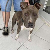 Chien taxi à l adoption