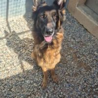 Chien texane a l adoption