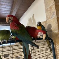 Perroquet ara chloroptere