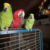 Perroquet ara chloroptere #2