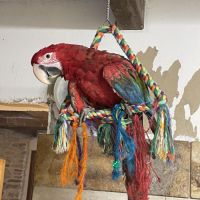 Perroquet ara chloroptere #3