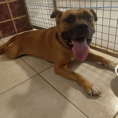 Chien safran à l adoption