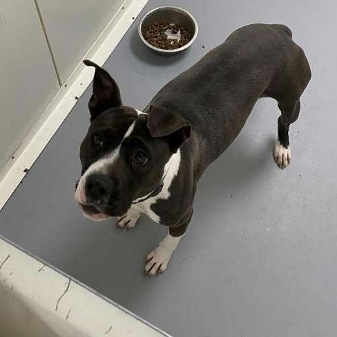 Chien nina à l adoption