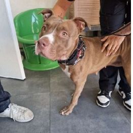 Chien nerobi à l adoption