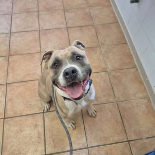 Chien tyron à l adoption