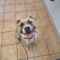 Chien tyron à l adoption