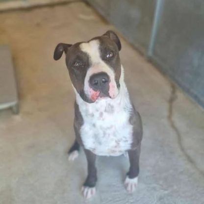 Chien usko à l adoption