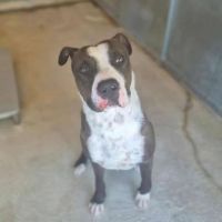 Chien usko à l adoption