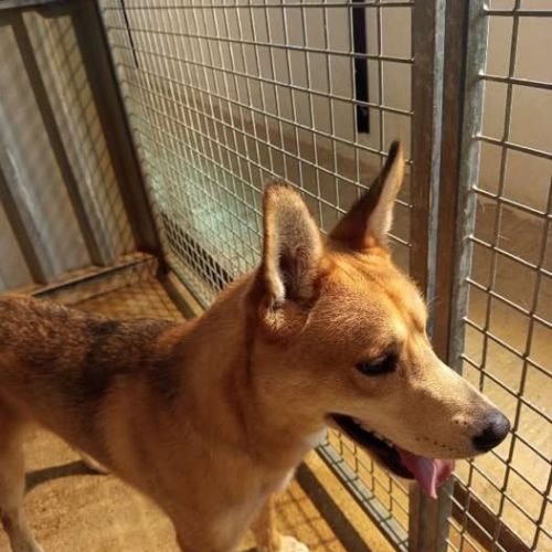 Chien milky à l adoption