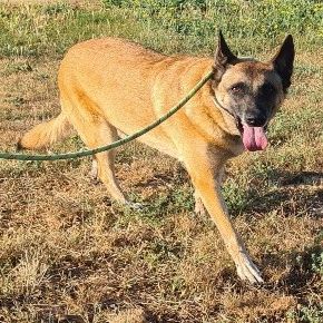 Chien sally à l adoption