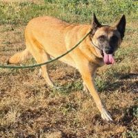 Chien sally à l adoption