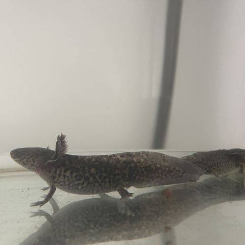Axolotls 16/18 cm mâles et femelles #2
