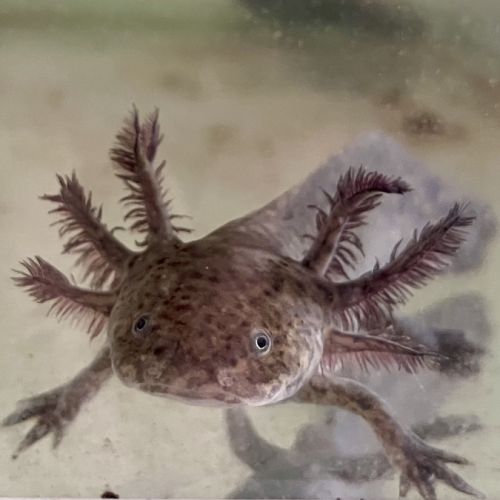 Axolotls 16/18 cm mâles et femelles #0