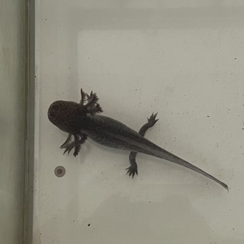 Axolotls 16/18 cm mâles et femelles #4