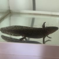 Axolotls 16/18 cm mâles et femelles #1