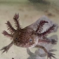 Axolotls 16/18 cm mâles et femelles