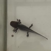 Axolotls 16/18 cm mâles et femelles #4