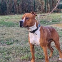 Chien tack à l adoption