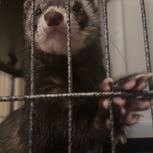 Furet avec cage et accessoires