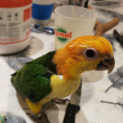 Caïques a tete orange #1