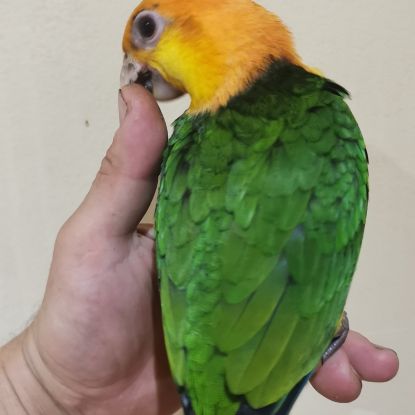 Caïques a tete orange #0