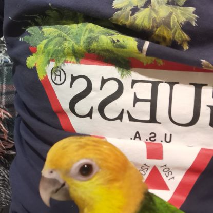 Caïques a tete orange #3