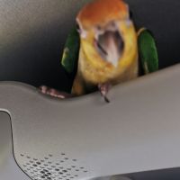 Caïques a tete orange #4