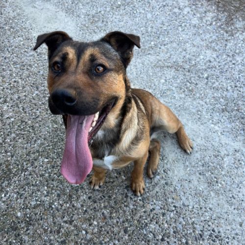 Chien vinyl à l adoption