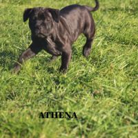 Vends staffie #10