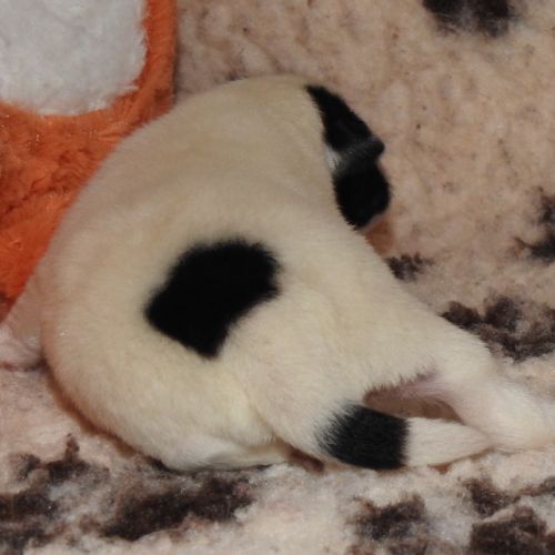 Magnifiques chiots lof fox terrier poil lisse #2