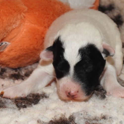 Magnifiques chiots lof fox terrier poil lisse #3