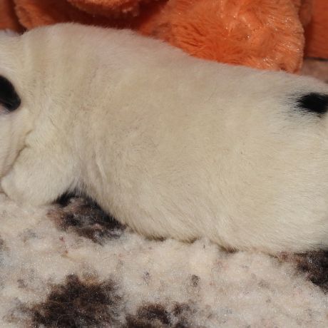 Magnifiques chiots lof fox terrier poil lisse #4