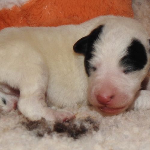 Magnifiques chiots lof fox terrier poil lisse #5