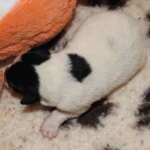 Magnifiques chiots lof fox terrier poil lisse #7