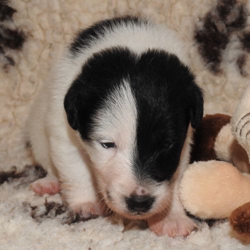 Magnifiques chiots lof fox terrier poil lisse