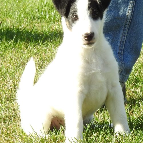 Magnifiques chiots lof fox terrier poil lisse #3
