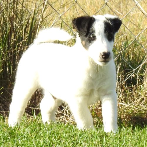 Magnifiques chiots lof fox terrier poil lisse #4