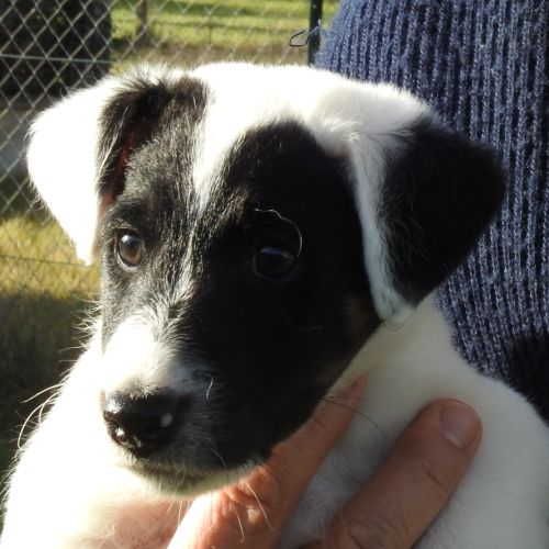 Magnifiques chiots lof fox terrier poil lisse #5