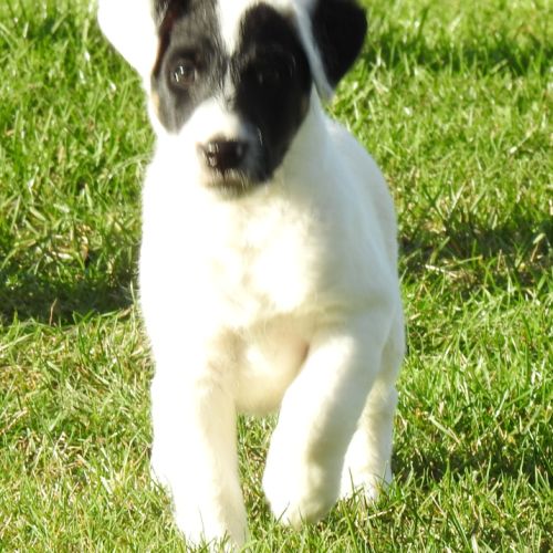 Magnifiques chiots lof fox terrier poil lisse #0