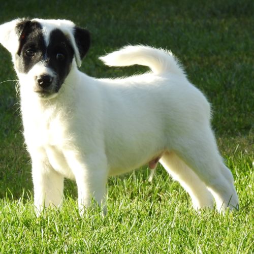 Magnifiques chiots lof fox terrier poil lisse #7