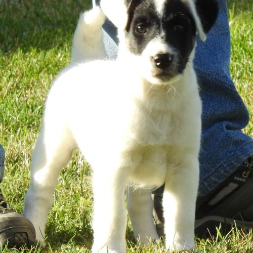 Magnifiques chiots lof fox terrier poil lisse #8