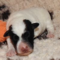 Magnifiques chiots lof fox terrier poil lisse #0