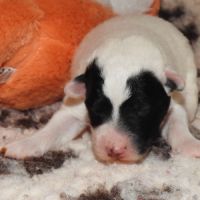 Magnifiques chiots lof fox terrier poil lisse #3